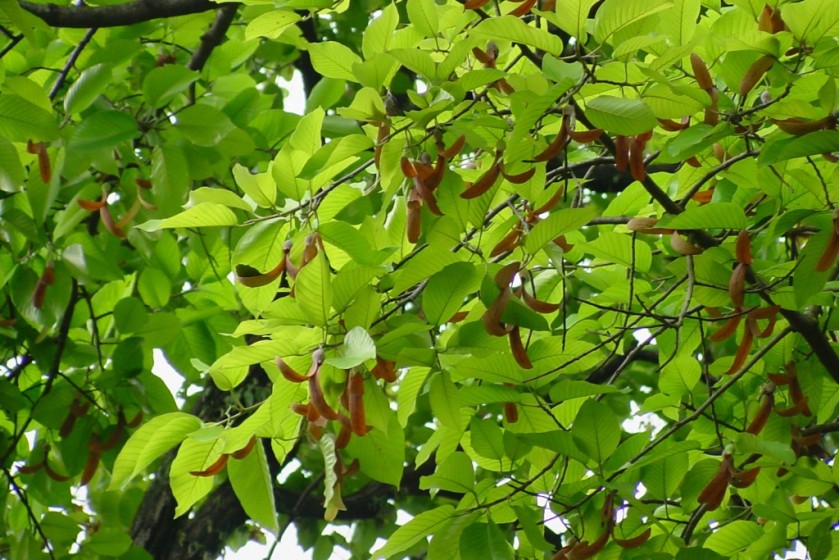 dipterocarpus flower