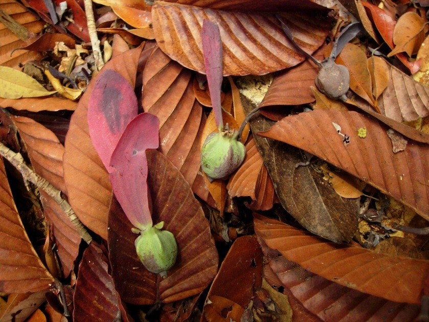 dipterocarpus fruit